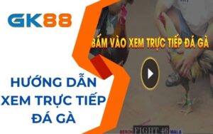 Hướng dẫn xem trực tiếp đá gà