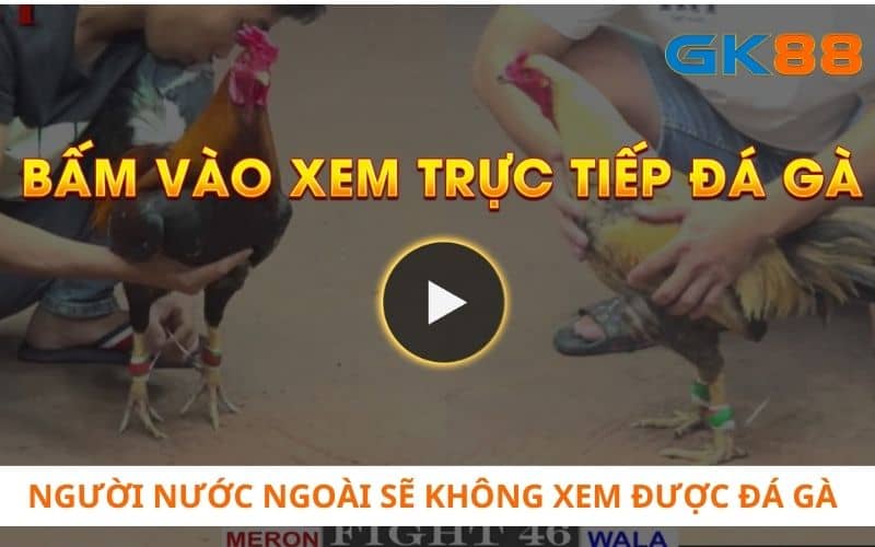 Người nước ngoài không xem được đá gà vì nhiều lý do